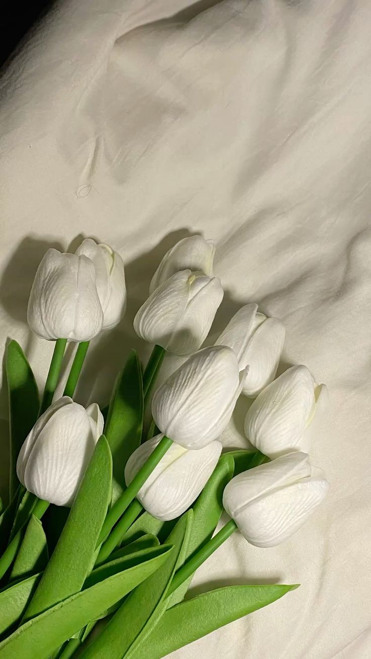 Tulip Flowers