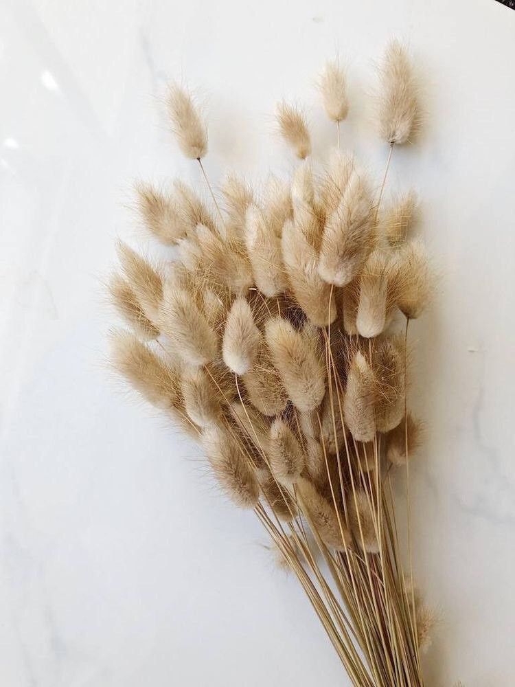 Bunny Tails | Rabbit Tails | Dried Flowers