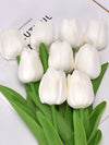 Tulip Flowers