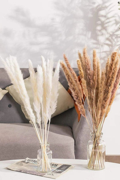 American Pampas Grass
