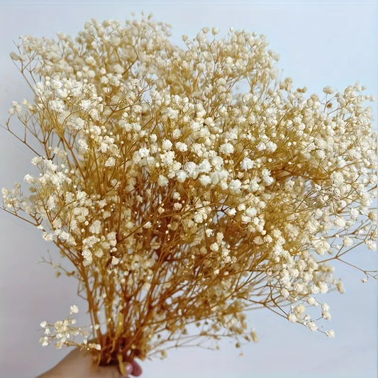 baby's breath flower