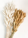 Bunny Tails | Rabbit Tails | Dried Flowers