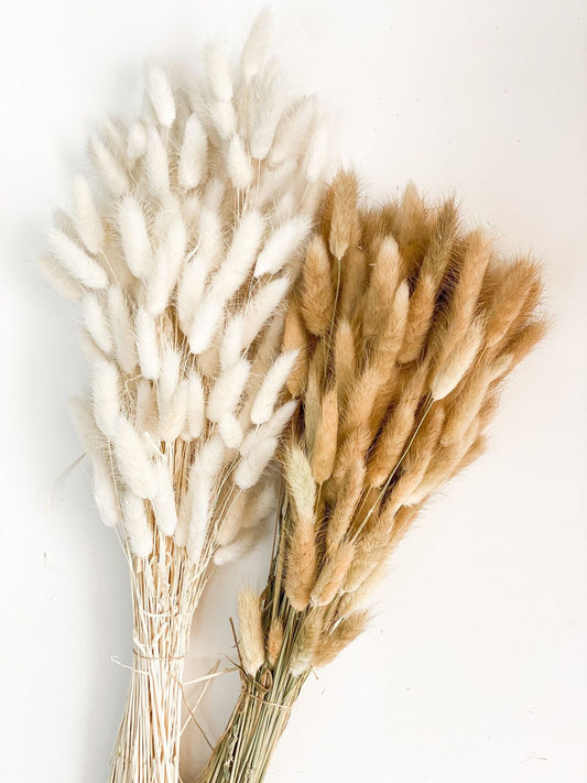 Bunny Tails | Rabbit Tails | Dried Flowers