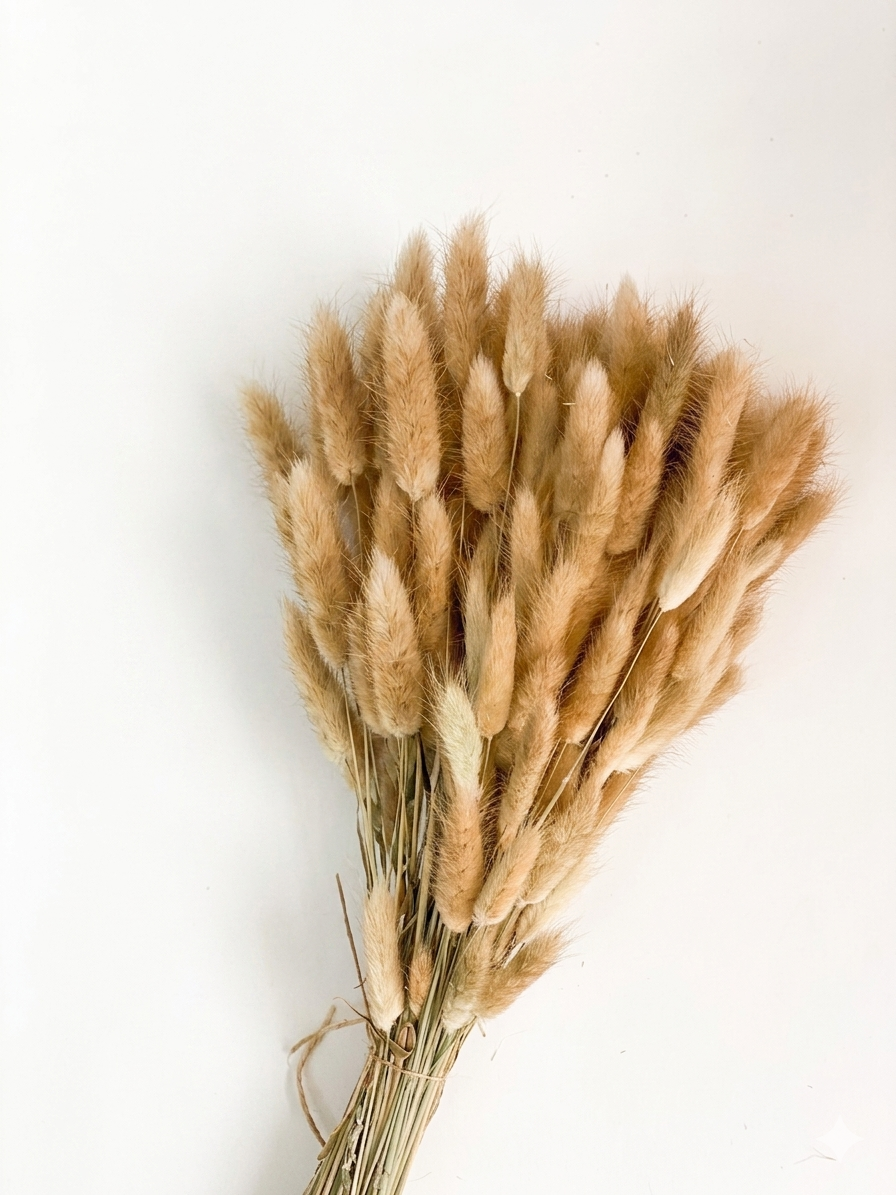 Bunny Tails | Rabbit Tails | Dried Flowers