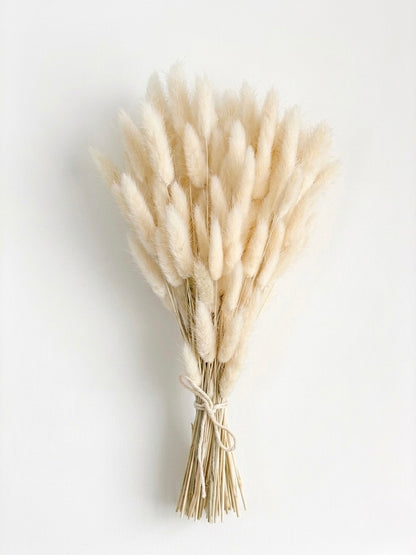 Bunny Tails | Rabbit Tails | Dried Flowers