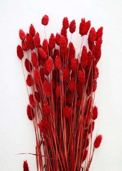 Dried Phalaris Bunchs