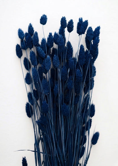 Dried Phalaris Bunchs