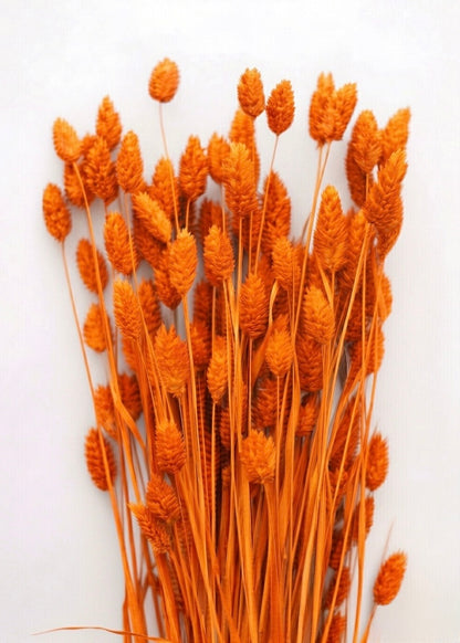 Dried Phalaris Bunchs