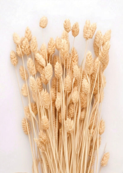 Dried Phalaris Bunchs