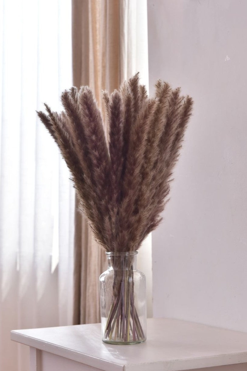 American Pampas Grass