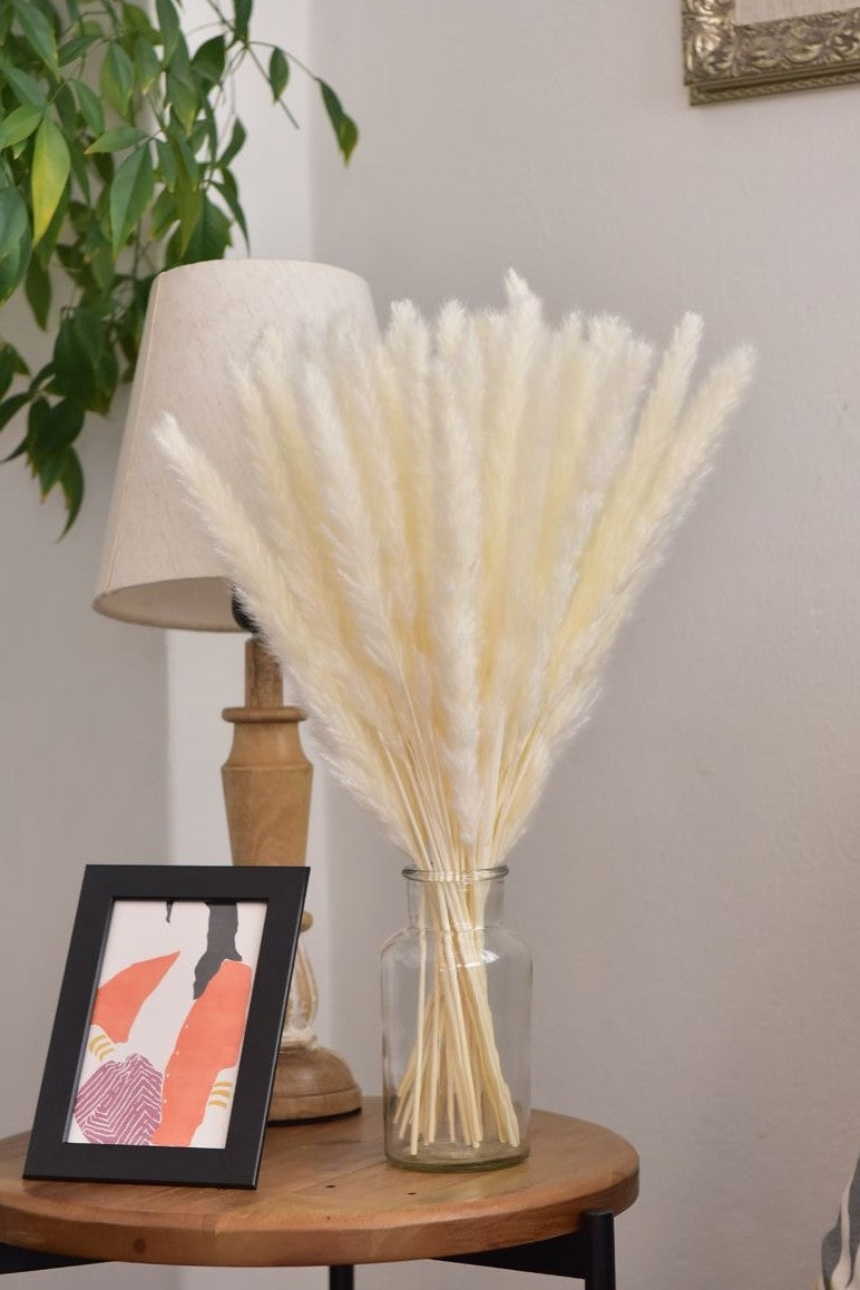 American Pampas Grass