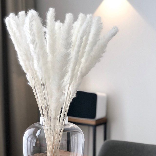 American Pampas Grass