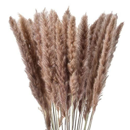American Pampas Grass