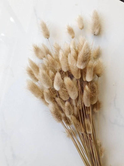Bunny Tails | Rabbit Tails | Dried Flowers
