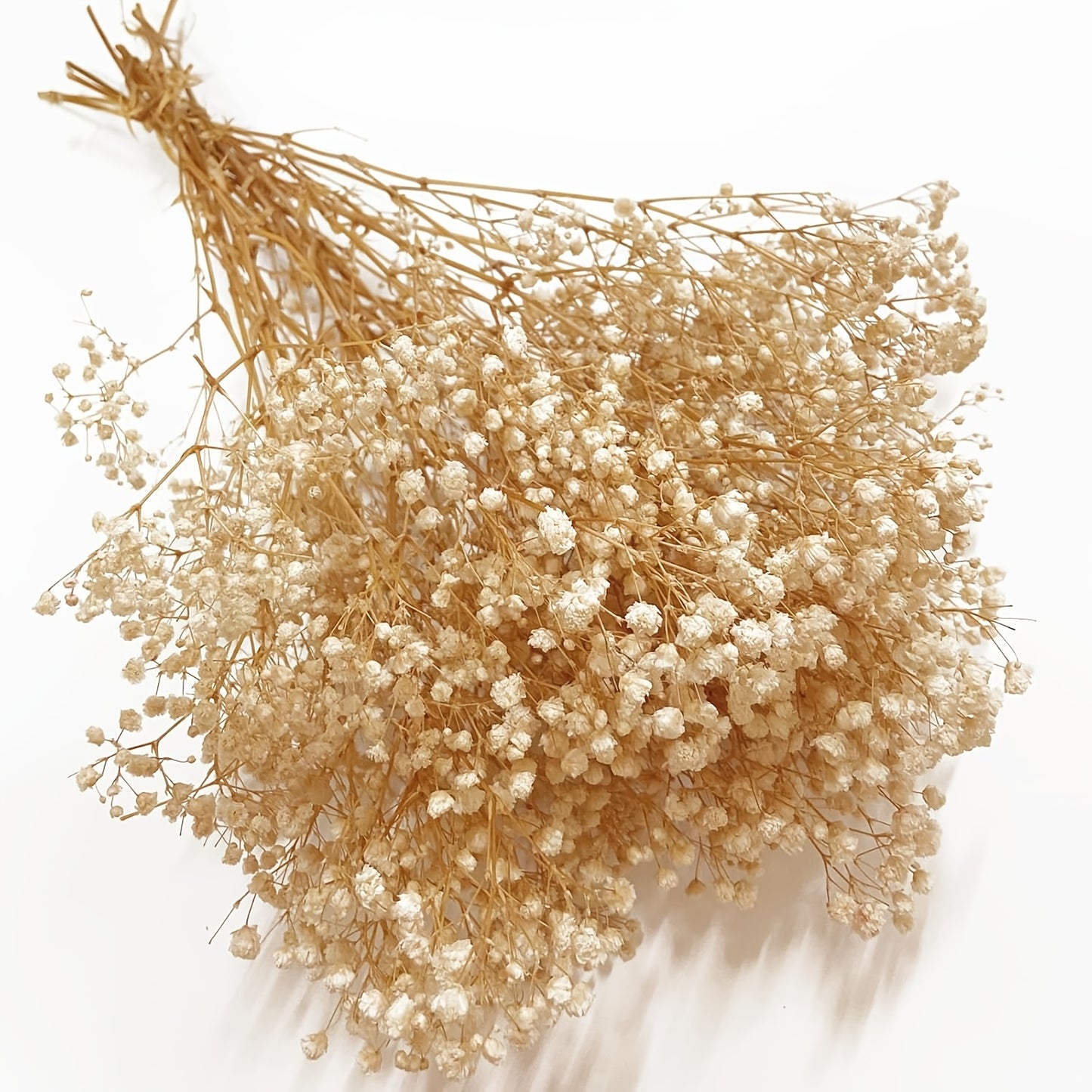 baby's breath flower